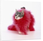 Kitten Wearing Feather Boa by Anonymous