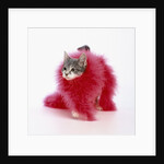 Kitten Wearing Feather Boa by Anonymous