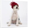 Terrier in Knit Cap by Corbis