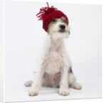 Terrier in Knit Cap by Corbis