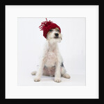 Terrier in Knit Cap by Corbis