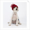 Terrier in Knit Cap by Corbis