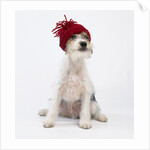 Terrier in Knit Cap by Corbis