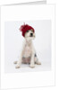 Terrier in Knit Cap by Corbis