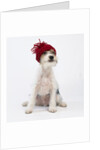 Terrier in Knit Cap by Corbis