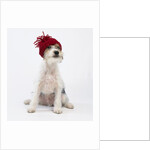 Terrier in Knit Cap by Corbis