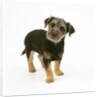 Mixed Terrier Puppy by Anonymous