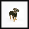 Mixed Terrier Puppy by Anonymous