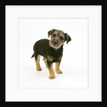Mixed Terrier Puppy by Anonymous