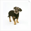 Mixed Terrier Puppy by Anonymous