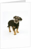 Mixed Terrier Puppy by Anonymous