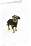 Mixed Terrier Puppy by Anonymous