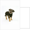 Mixed Terrier Puppy by Anonymous