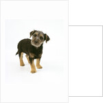 Mixed Terrier Puppy by Anonymous
