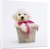 Bichon Frise Puppy by Anonymous