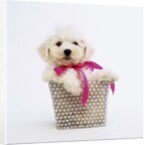 Bichon Frise Puppy by Anonymous