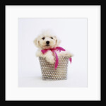 Bichon Frise Puppy by Anonymous