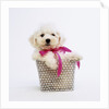Bichon Frise Puppy by Anonymous