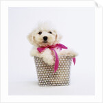 Bichon Frise Puppy by Anonymous