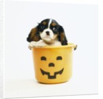 Cavalier King Charles Spaniel Puppy by Anonymous
