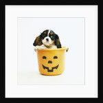 Cavalier King Charles Spaniel Puppy by Anonymous