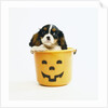 Cavalier King Charles Spaniel Puppy by Anonymous