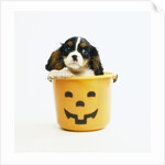 Cavalier King Charles Spaniel Puppy by Anonymous