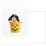 Cavalier King Charles Spaniel Puppy by Anonymous