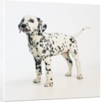 Dalmatian Puppy by Anonymous
