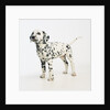 Dalmatian Puppy by Anonymous