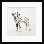 Dalmatian Puppy by Anonymous