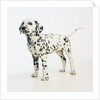 Dalmatian Puppy by Anonymous