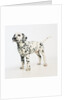Dalmatian Puppy by Anonymous