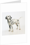Dalmatian Puppy by Anonymous
