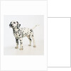 Dalmatian Puppy by Anonymous