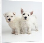 West Highland White Terrier Puppies by Anonymous