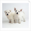 West Highland White Terrier Puppies by Anonymous