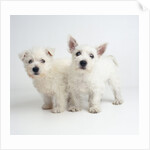 West Highland White Terrier Puppies by Anonymous