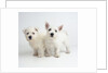 West Highland White Terrier Puppies by Anonymous