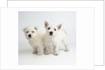 West Highland White Terrier Puppies by Anonymous