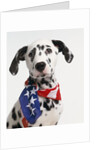 Dalmatian Wearing Bandanna by Corbis