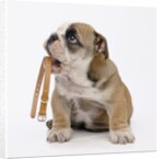 Bulldog Holding Collar by Anonymous
