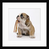 Bulldog Holding Collar by Anonymous