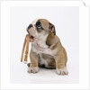 Bulldog Holding Collar by Anonymous
