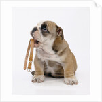 Bulldog Holding Collar by Anonymous