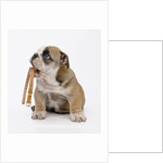 Bulldog Holding Collar by Anonymous
