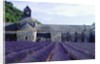Lavender Field at Abbeye du Senanque by Anonymous