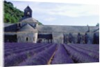 Lavender Field at Abbeye du Senanque by Anonymous