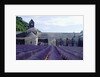 Lavender Field at Abbeye du Senanque by Anonymous
