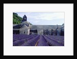 Lavender Field at Abbeye du Senanque by Anonymous